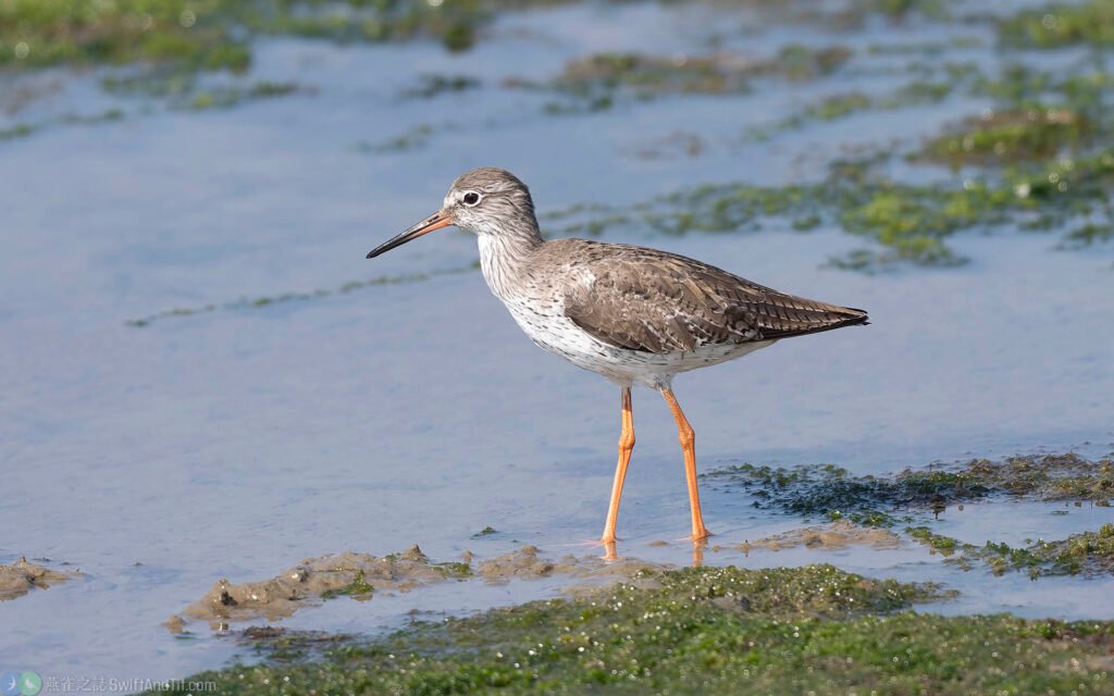 赤足鷸 Common Redshank