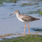 赤足鷸 Common Redshank