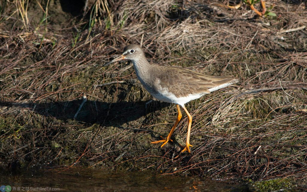 赤足鷸 Common Redshank