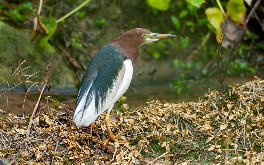 池鷺 Chinese Pond Heron