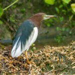 池鷺 Chinese Pond Heron