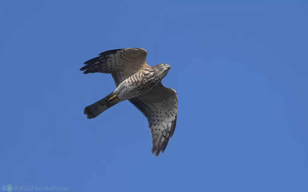 赤腹鷹 Chinese Sparrowhawk 幼鳥