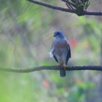 赤腹鷹 Chinese Sparrowhawk 雄鳥