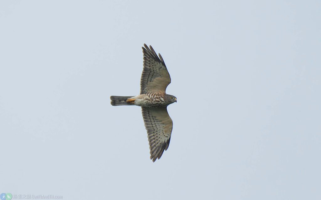 赤腹鷹 Chinese Sparrowhawk 幼鳥