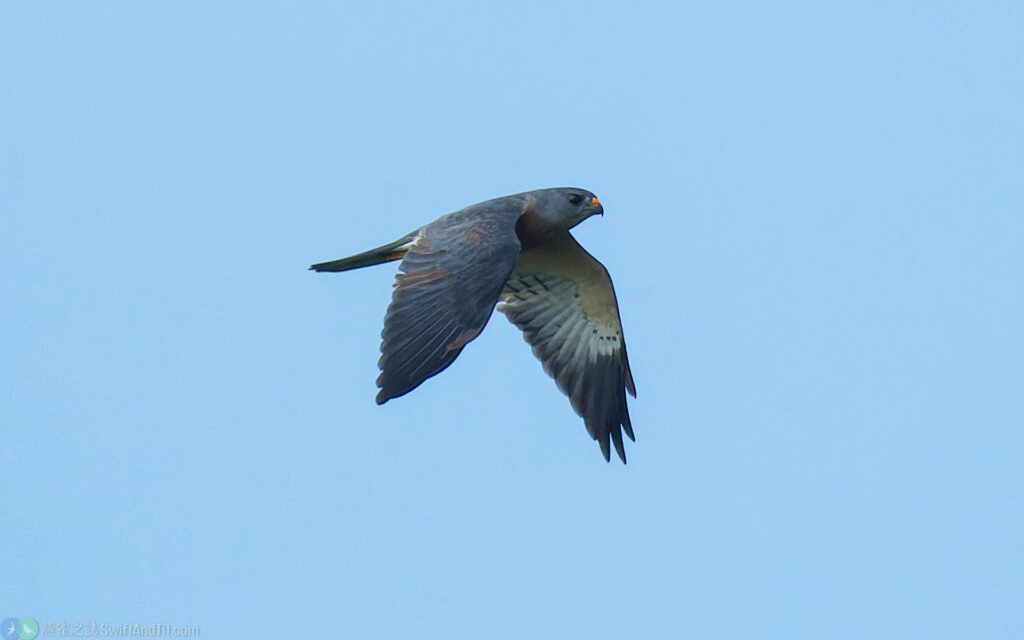 赤腹鷹 Chinese Sparrowhawk 雄成鳥