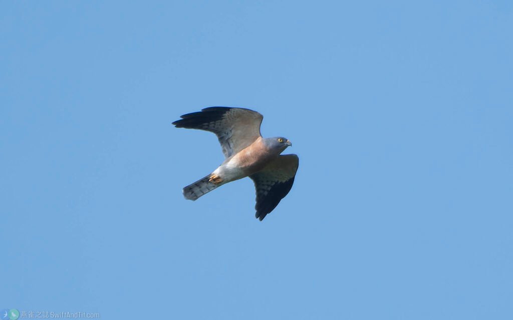 赤腹鷹 Chinese Sparrowhawk 雌成鳥