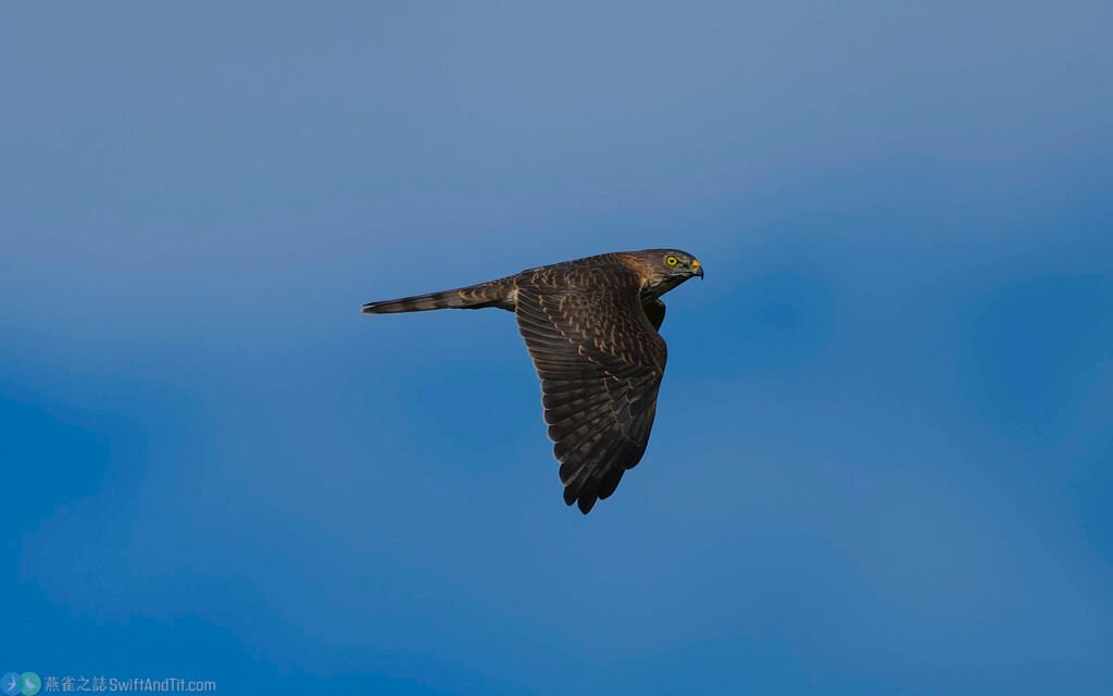 赤腹鷹 Chinese Sparrowhawk 幼鳥