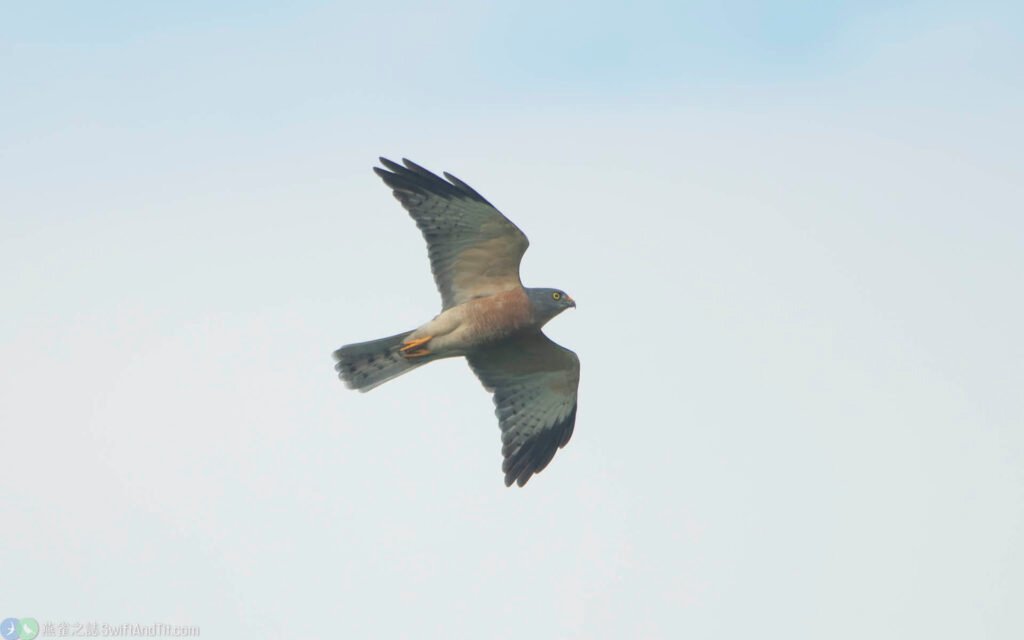 赤腹鷹 Chinese Sparrowhawk 雌成鳥