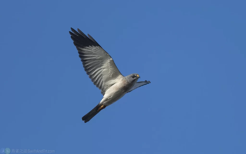 赤腹鷹 Chinese Sparrowhawk 雄成鳥