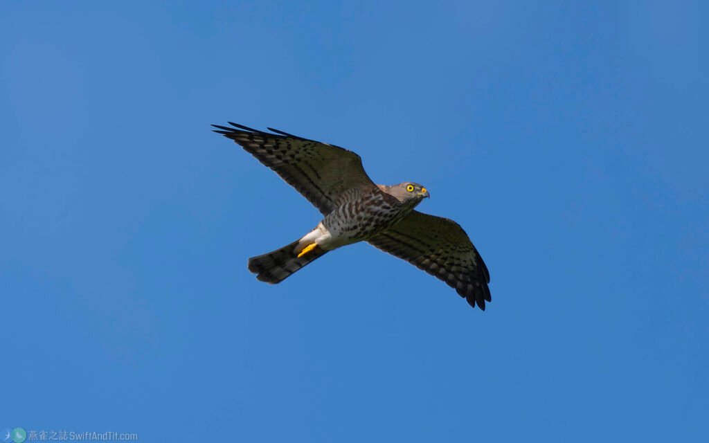 赤腹鷹 Chinese Sparrowhawk 幼鳥