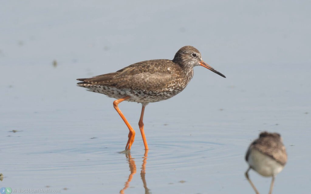 赤足鷸 Common Redshank