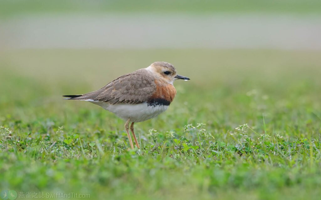 東方紅胸鴴 Oriental Plover 雄鳥繁殖羽