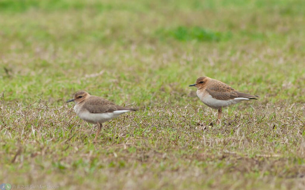 東方紅胸鴴 Oriental Plover
