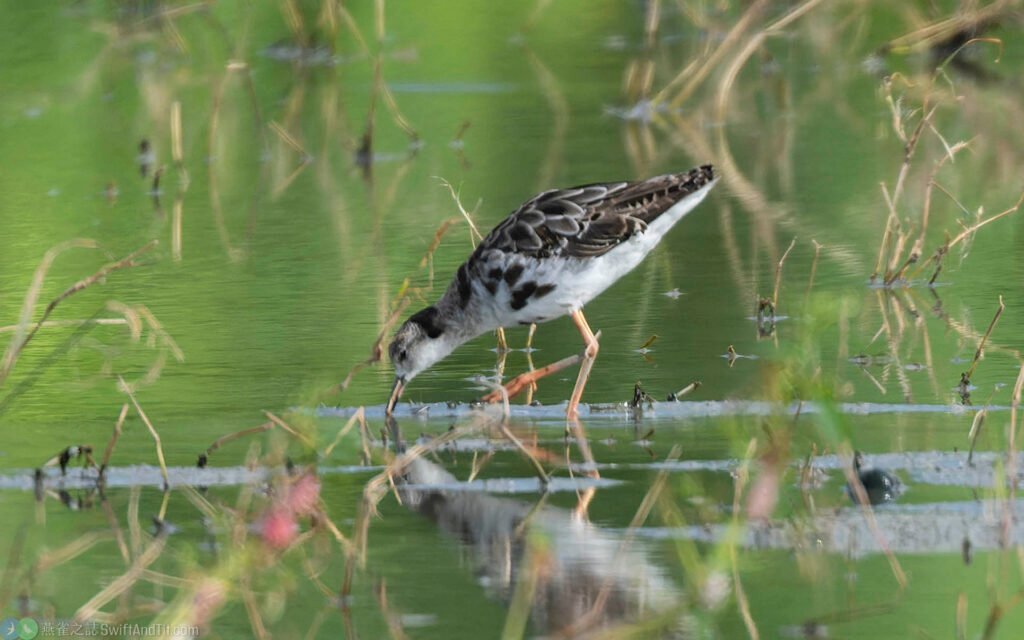 流蘇鷸 Ruff