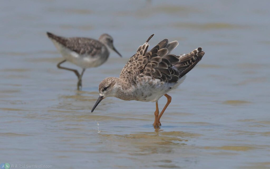 流蘇鷸 Ruff