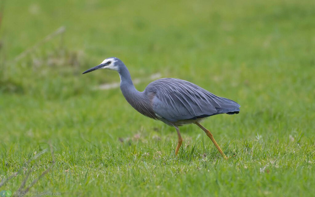 白臉鷺 White-faced Egret