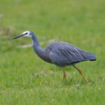 白臉鷺 White-faced Egret