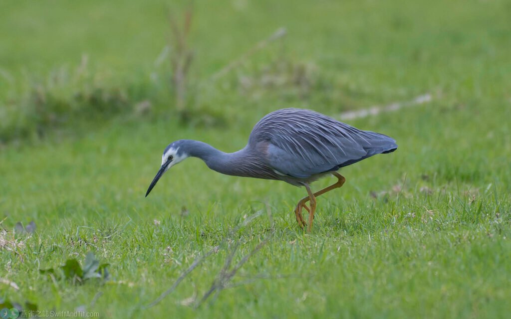白臉鷺 White-faced Egret