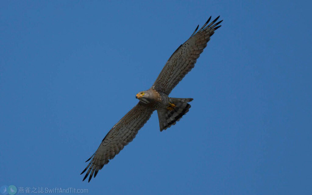 灰面鵟鷹 Gray-faced Buzzard