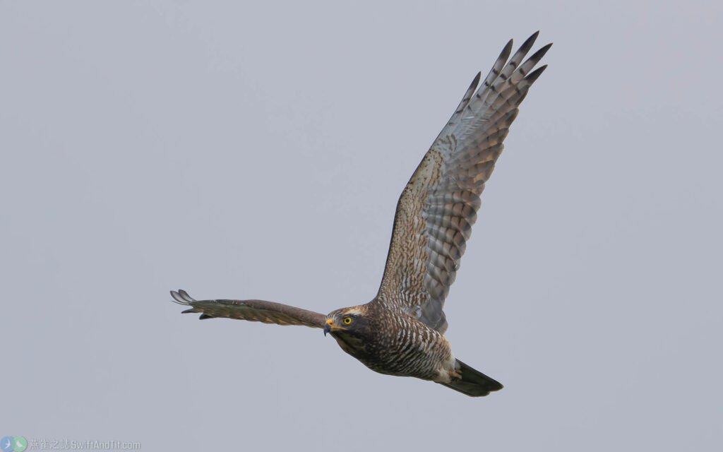 灰面鵟鷹 Gray-faced Buzzard