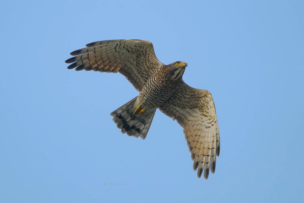 灰面鵟鷹 Gray-faced Buzzard