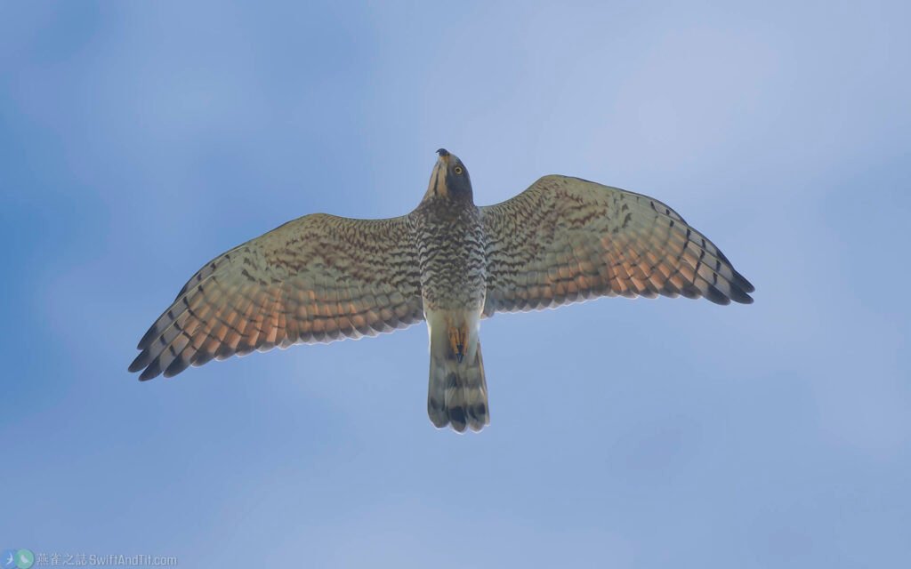 灰面鵟鷹 Gray-faced Buzzard