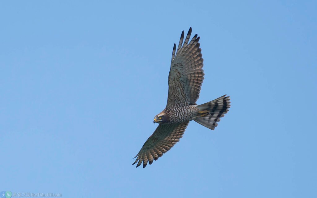 灰面鵟鷹 Gray-faced Buzzard