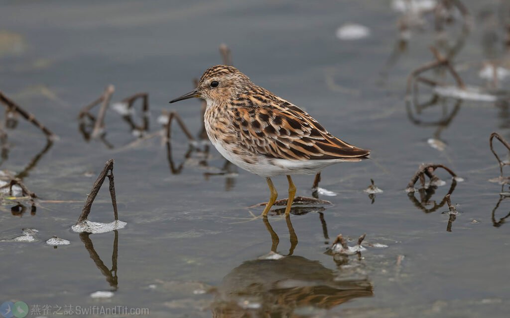 長趾濱鷸 Long-toed Stint