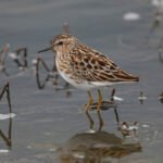 長趾濱鷸 Long-toed Stint