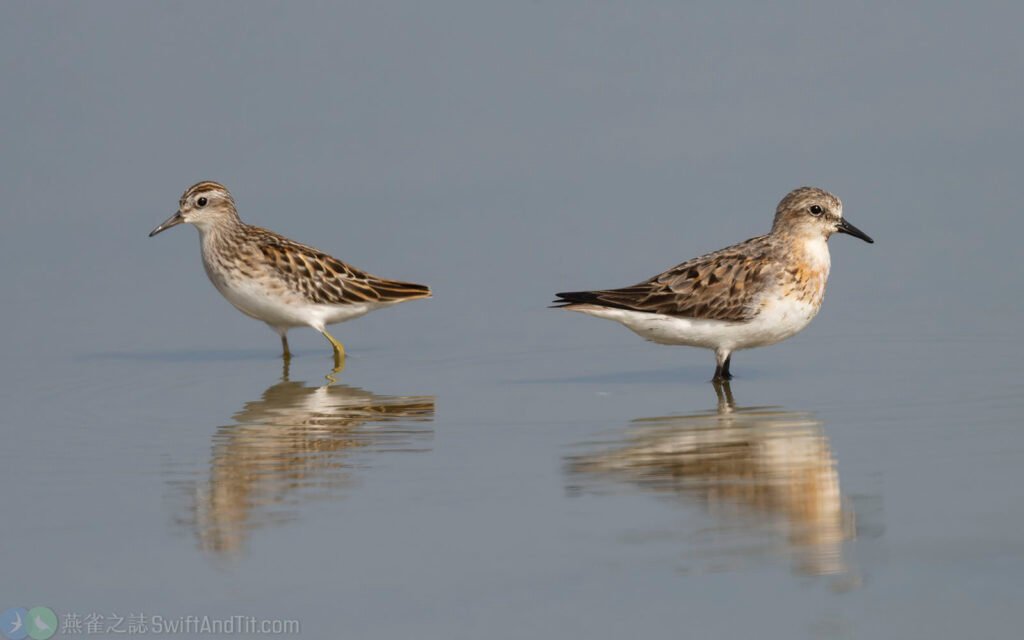 長趾濱鷸 Long-toed Stint