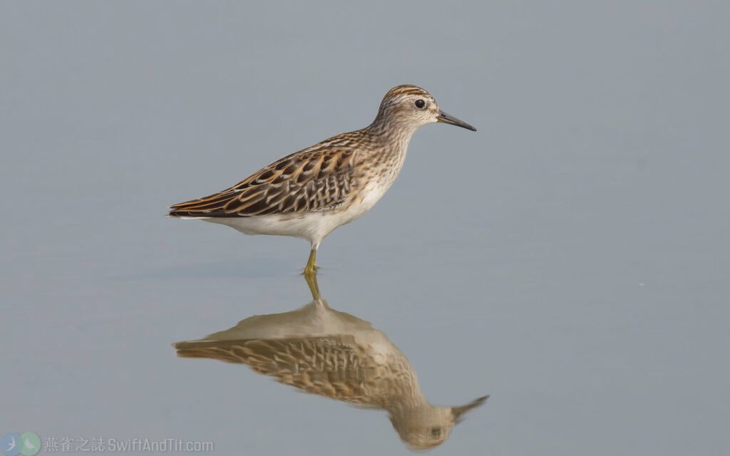 長趾濱鷸 Long-toed Stint