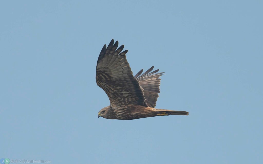 東方澤鵟 Eastern Marsh Harrier 幼鳥