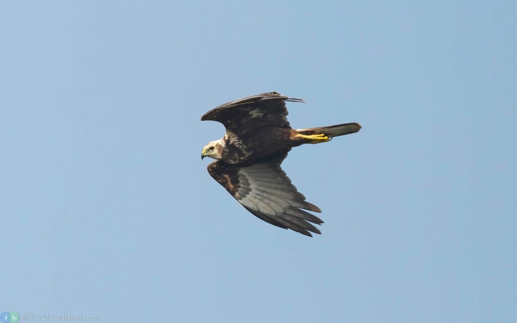 東方澤鵟 Eastern Marsh Harrier 幼鳥