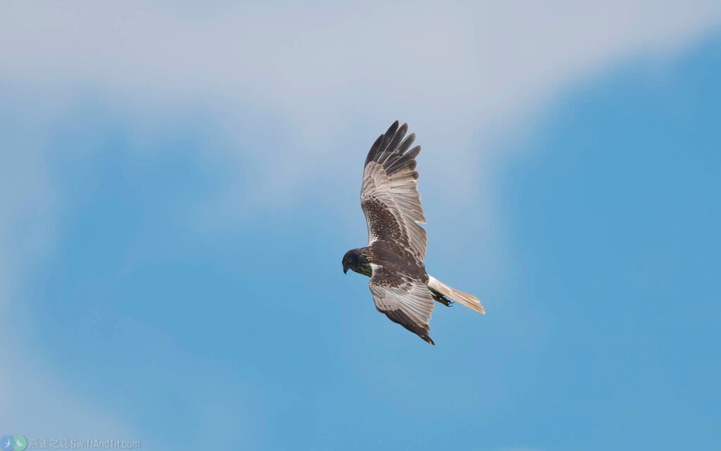 東方澤鵟 Eastern Marsh Harrier 黑頭型雄鳥