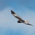東方澤鵟 Eastern Marsh Harrier