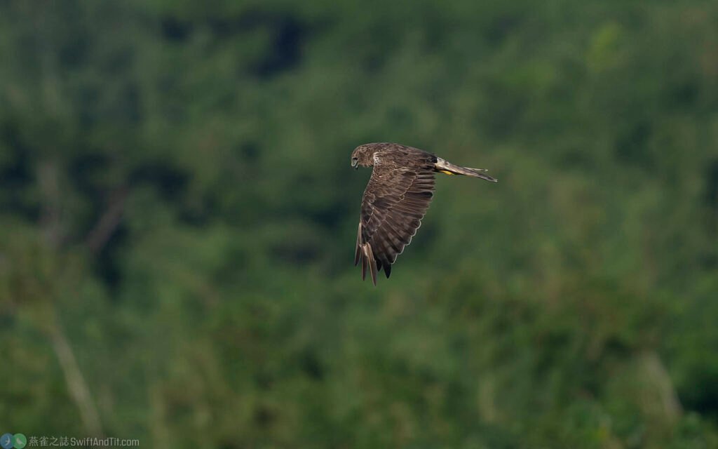 東方澤鵟 Eastern Marsh Harrier 幼鳥