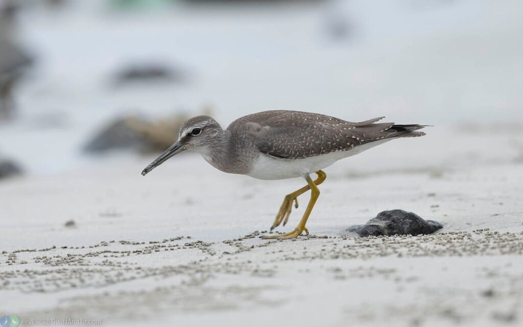 黃足鷸 Gray-tailed Tattler