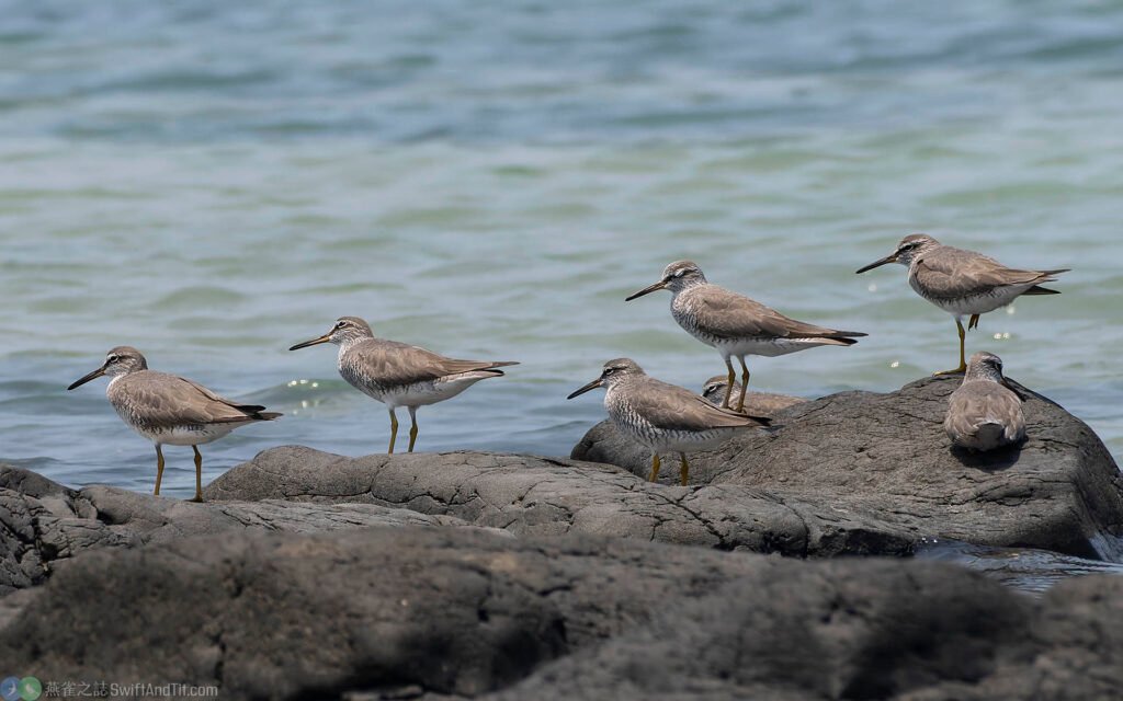 黃足鷸 Gray-tailed Tattler
