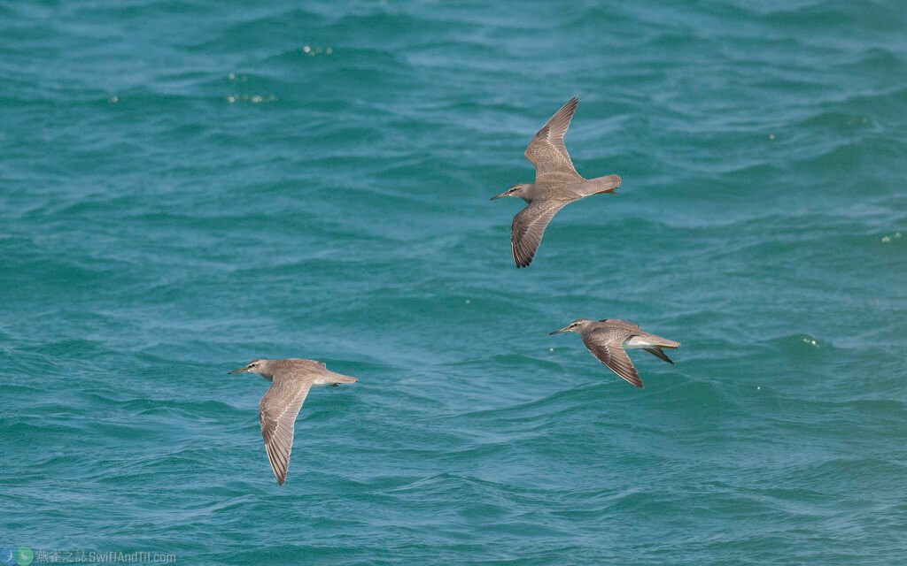 黃足鷸 Gray-tailed Tattler
