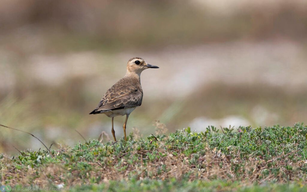 東方紅胸鴴 Oriental Plover