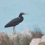 岩鷺 (暗色型) Pacific Reef-heron (Dark Morph)