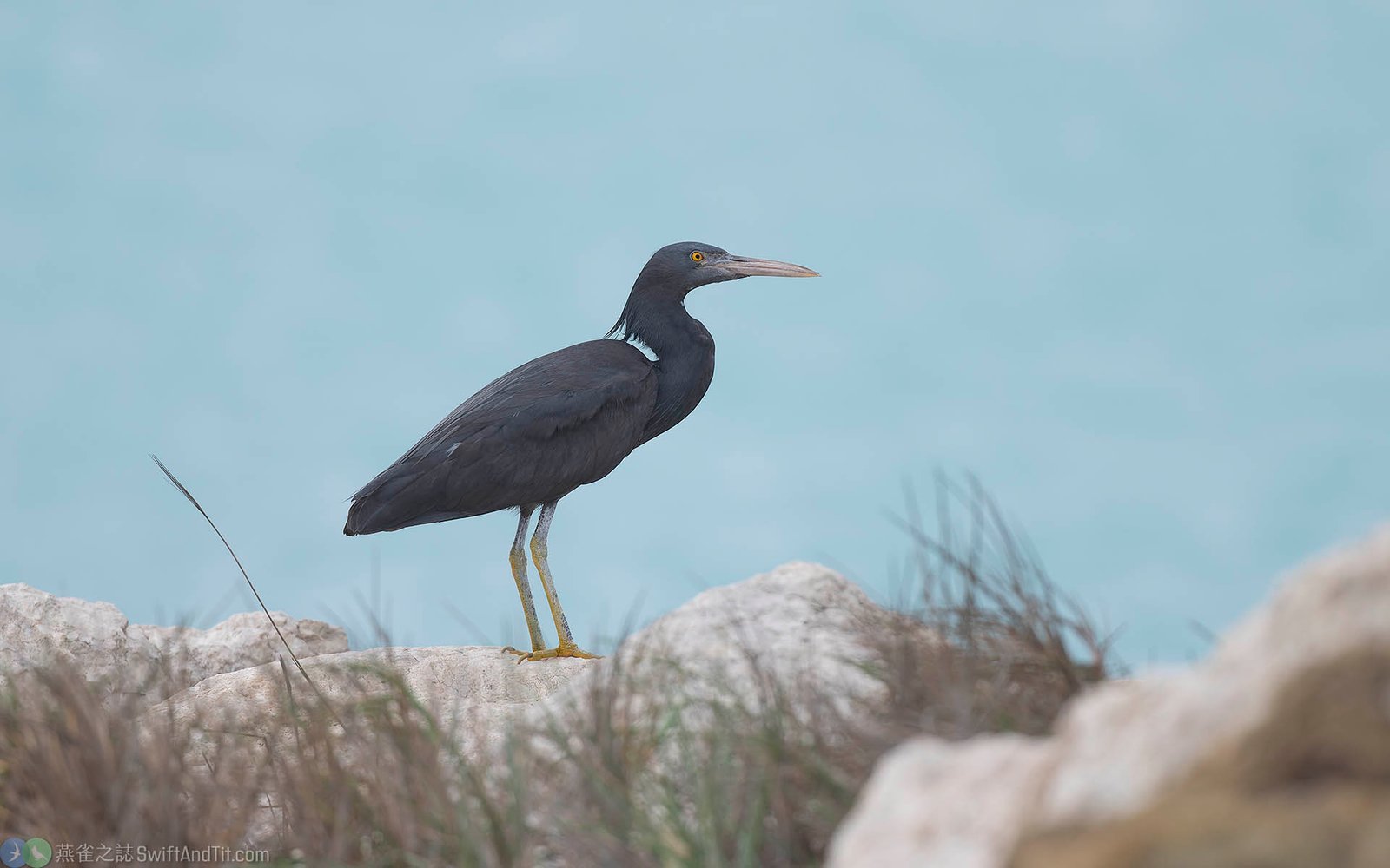 岩鷺 (暗色型) Pacific Reef-heron (Dark Morph) 岩鷺 (暗色型) Pacific Reef-heron (Dark Morph)