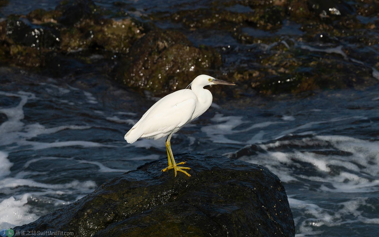 pacific-reef-heron (2) 岩鷺 (淡色型) Pacific Reef-heron (Light Morph)