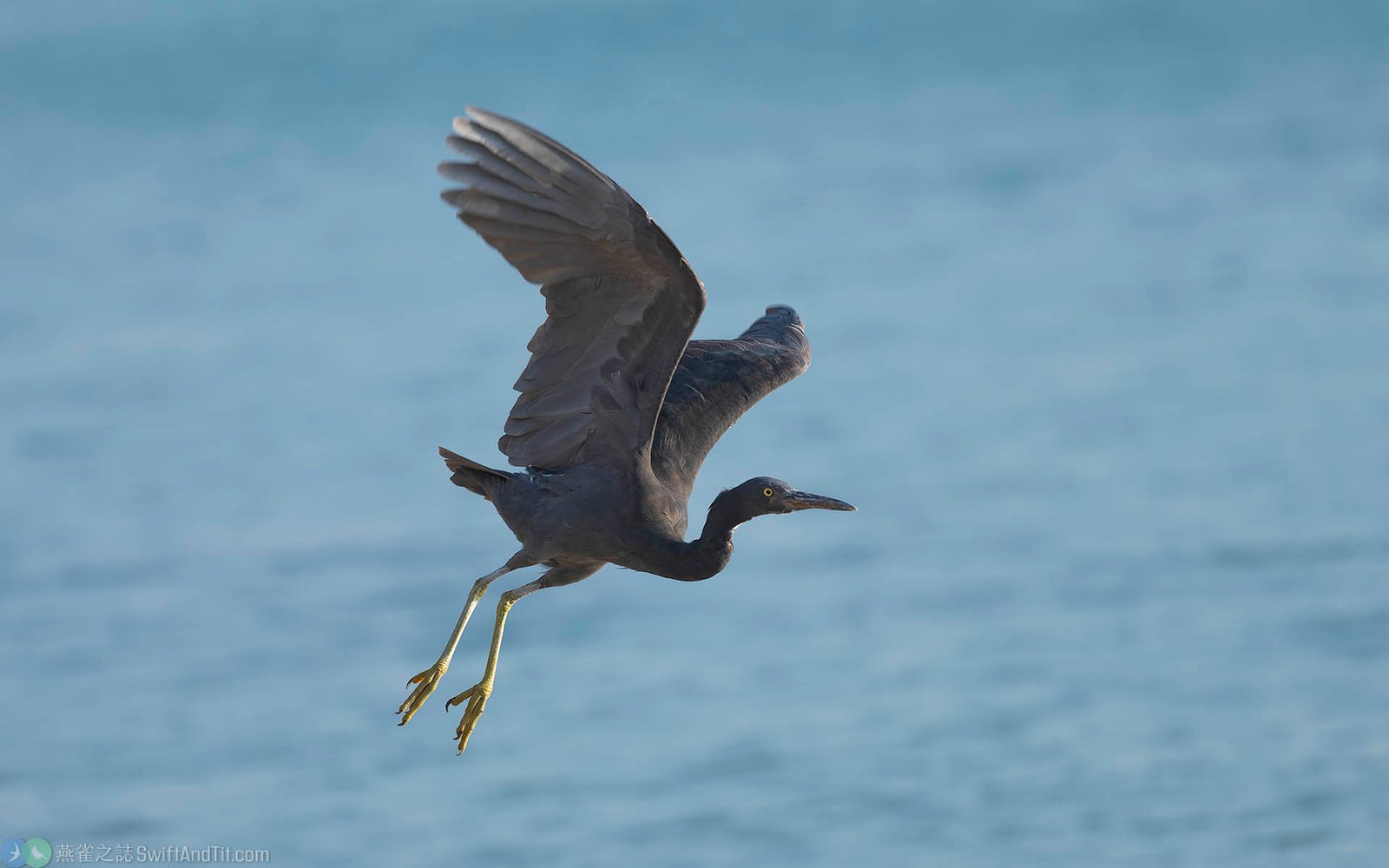 岩鷺 (暗色型) Pacific Reef-heron (Dark Morph) 岩鷺 (暗色型) Pacific Reef-heron (Dark Morph)