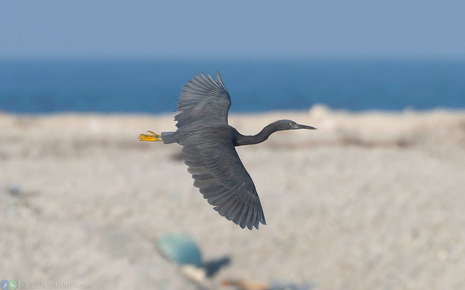 岩鷺 (暗色型) Pacific Reef-heron (Dark Morph) 岩鷺 (暗色型) Pacific Reef-heron (Dark Morph)