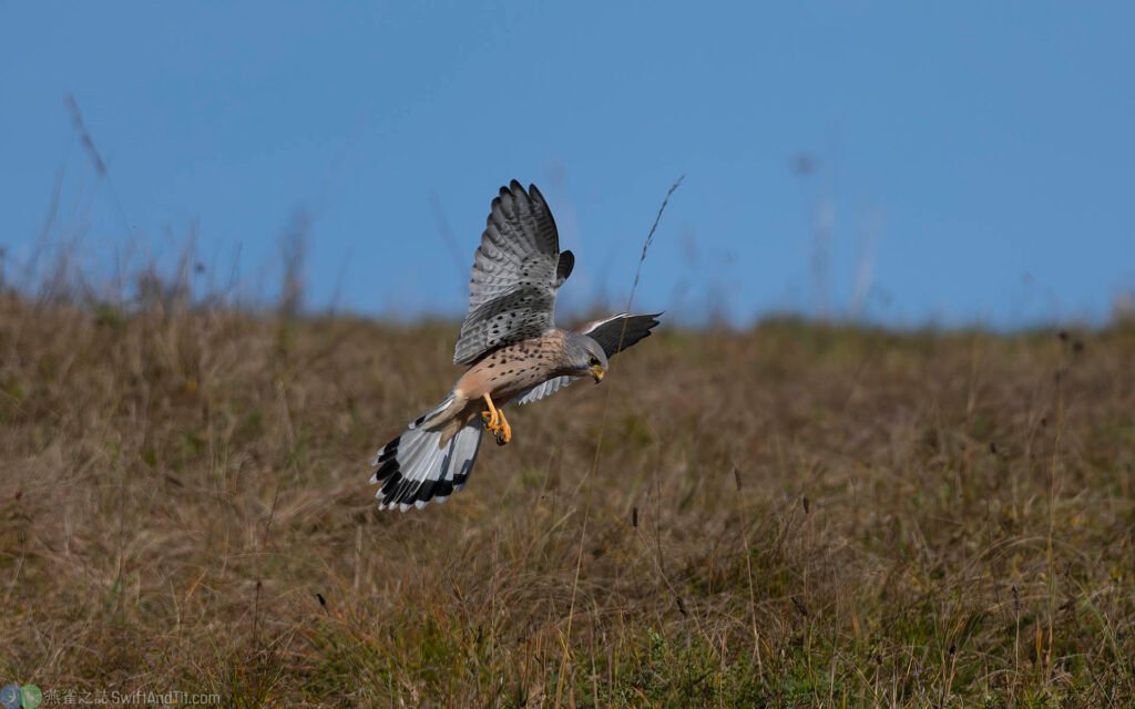 紅隼 Eurasian Kestrel 雄鳥
