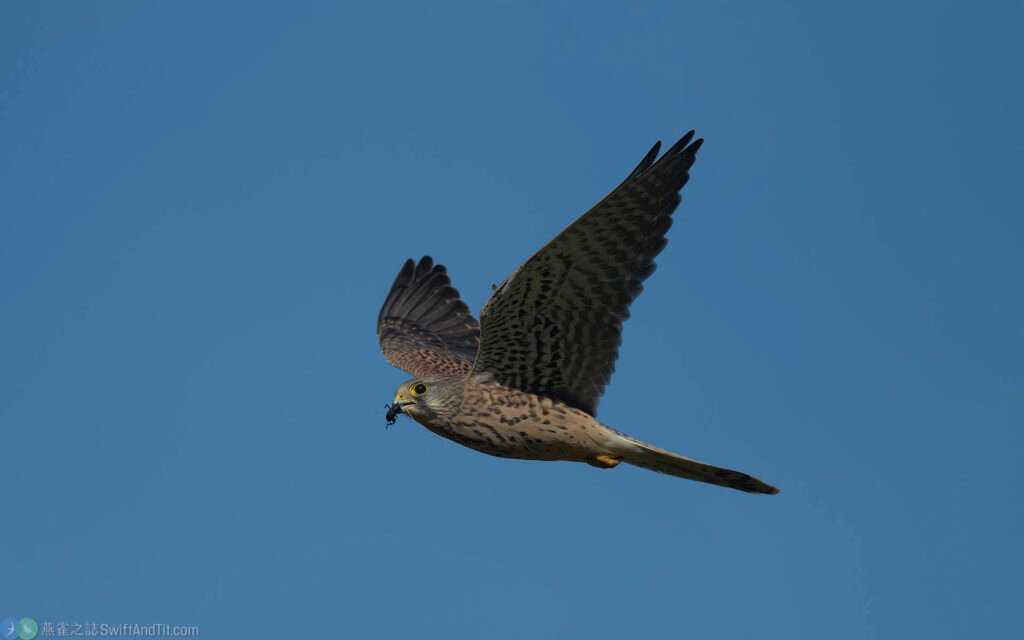 紅隼 Eurasian Kestrel