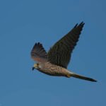 紅隼 Eurasian Kestrel