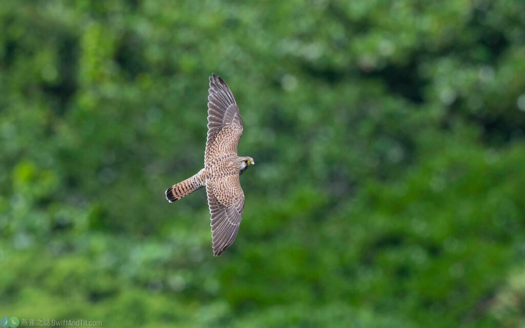 紅隼 Eurasian Kestrel 雌鳥