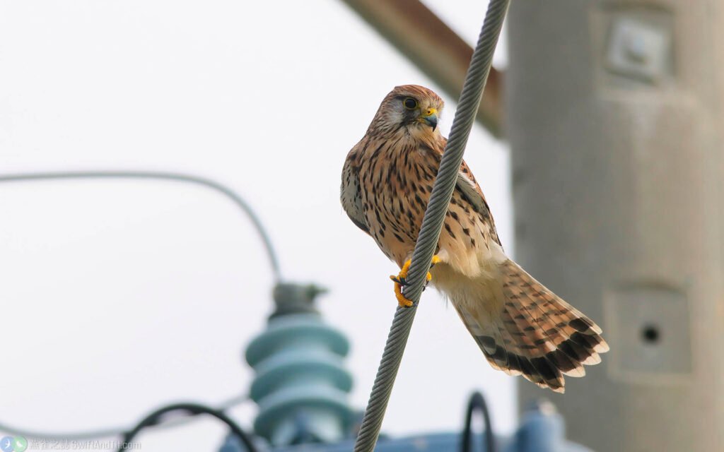 紅隼 Eurasian Kestrel 雌鳥